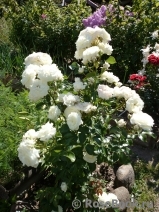 Alabaster Alabaster
