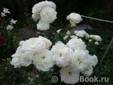 Alabaster Alabaster