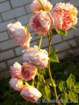 Sangerhauser Jubilaumsrose Sangerhauser Jubilaumsrose
