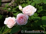 Morden Blush Morden Blush