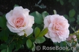 Morden Blush Morden Blush