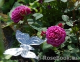 Heidi Klum Rose Heidi Klum Rose