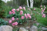 Sommerwind Sommerwind