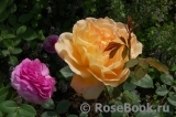 Lady of Shalott Lady of Shalott