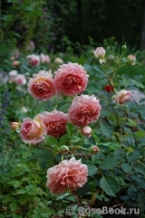 Jubilee Celebration® Jubilee Celebration®