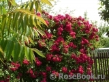 Excelsa Excelsa
