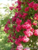Excelsa Excelsa