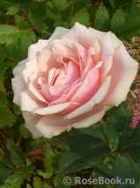 Eden Romantica ® Eden Romantica ®