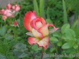 Pierre Tchernia Pierre Tchernia