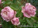 Eden Romantica ® Eden Romantica ®