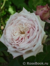 Eden Romantica ® Eden Romantica ®