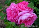 Princess Anne Princess Anne