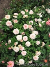 Mariatheresia Mariatheresia
