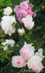 The Wedgwood Rose The Wedgwood Rose