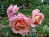 Augusta Luise Augusta Luise