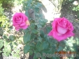 Ravel- Ravel-