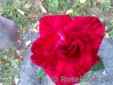 Red Intuition Red Intuition