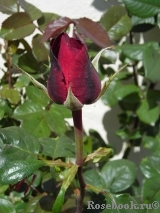 Perle Noire Perle Noire
