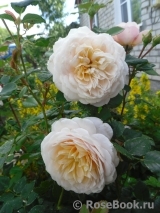 Crocus Rose® Crocus Rose®