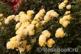 Golden Border Golden Border