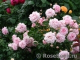 Home & Garden Home & Garden