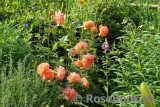 Westerland Westerland