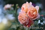 Lady of Shalott Lady of Shalott