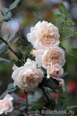 Crocus Rose® Crocus Rose®
