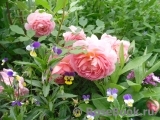 Jubilee Celebration® Jubilee Celebration®