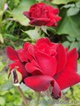 Le Rouge et le Noir Le Rouge et le Noir