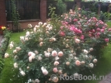Sangerhauser Jubilaumsrose Sangerhauser Jubilaumsrose