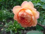 Lady of Shalott Lady of Shalott