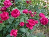 Darcey Bussell Darcey Bussell