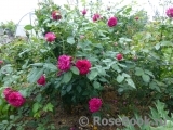 Darcey Bussell Darcey Bussell