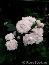 Blush Noisette Blush Noisette