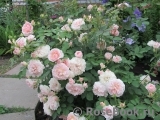 Morden Blush Morden Blush