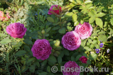 Heidi Klum Rose Heidi Klum Rose