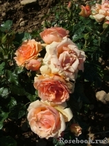 Fragrant Apricot Fragrant Apricot