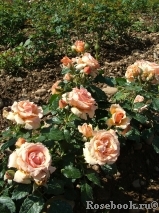 Fragrant Apricot Fragrant Apricot