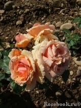 Fragrant Apricot Fragrant Apricot