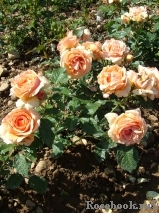 Fragrant Apricot Fragrant Apricot