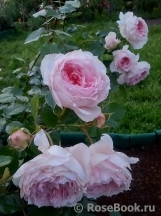 The Wedgwood Rose The Wedgwood Rose