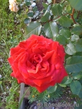 Dame de Coeur Dame de Coeur