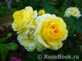 Golden Border Golden Border