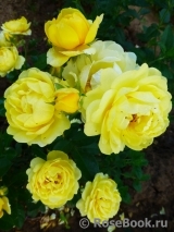 Golden Border Golden Border