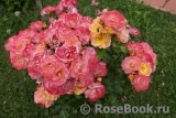 Coral Drift ® Coral Drift ®
