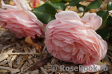 Abraham Darby Abraham Darby