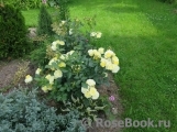 Golden Border Golden Border