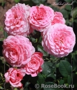 Tickled Pink Tickled Pink