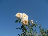 Crocus Rose® Crocus Rose®
